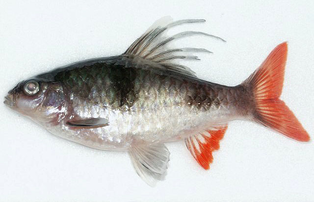 Puntius tambraparniei Silas, 1954